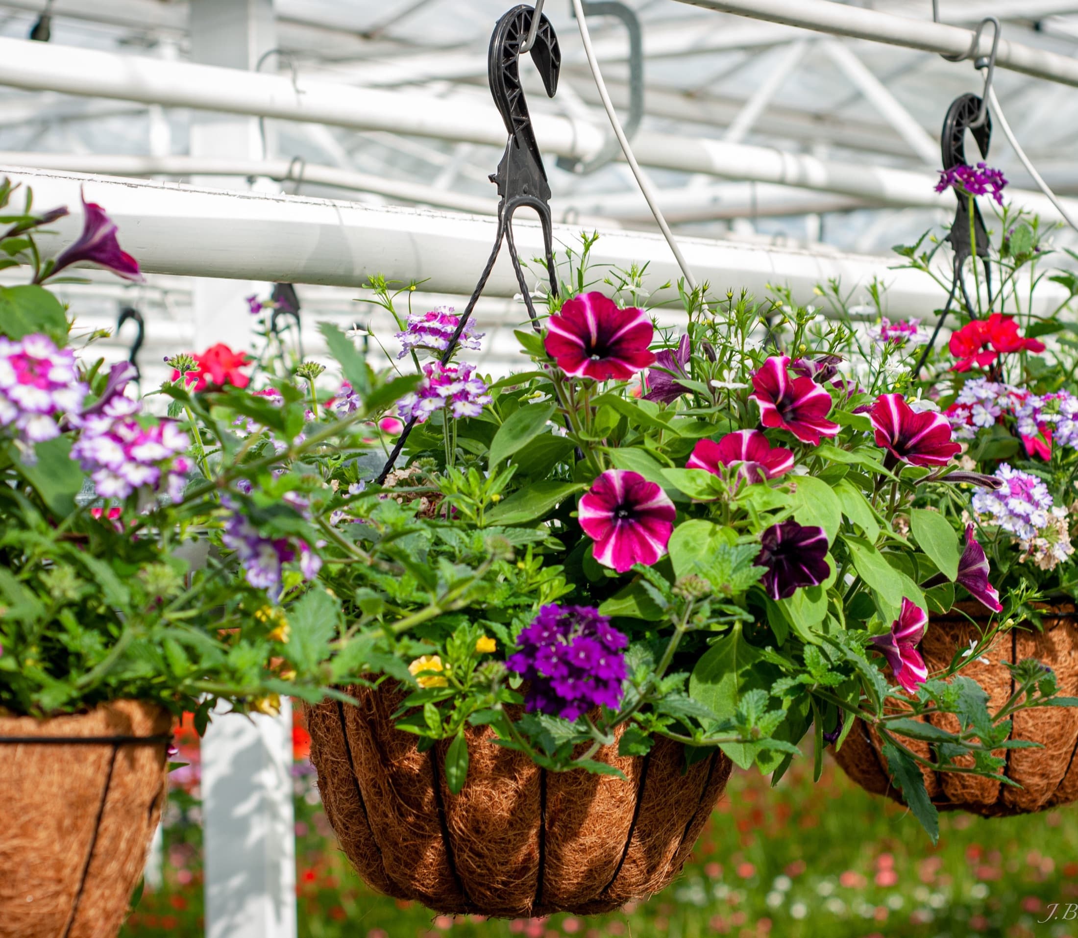 A lush mixed annual hanging basket
