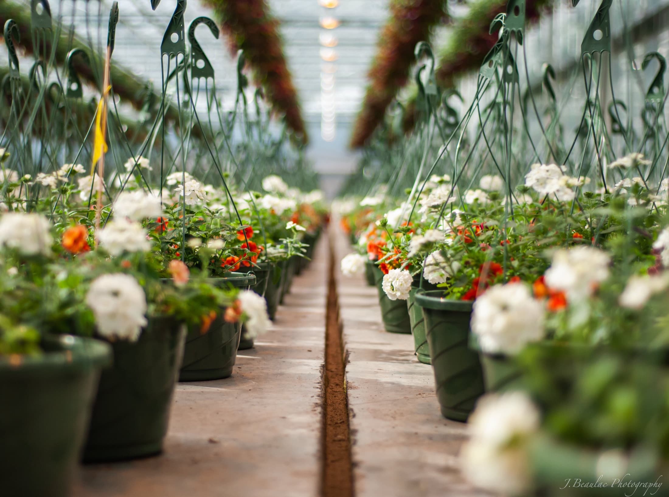 Flowering potted plants lining a greenhouse aisle